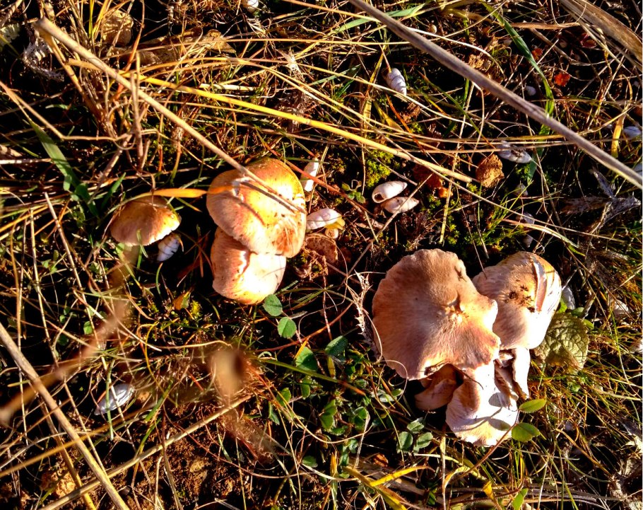 Полуденная Песчанка