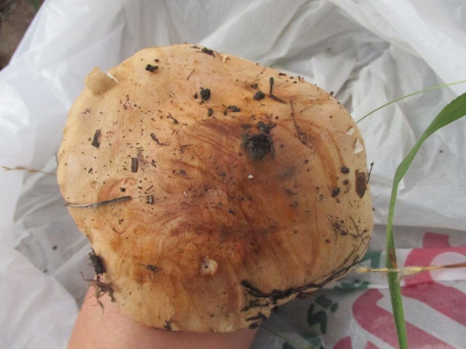 Грибы Петушки и курочки