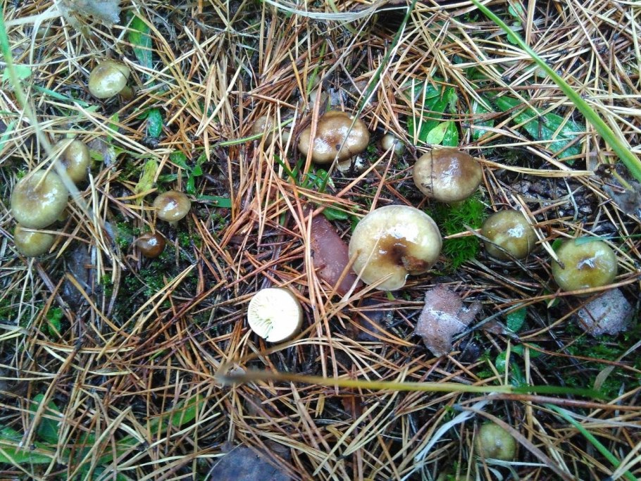 Подтопольники грибы пластинчатые