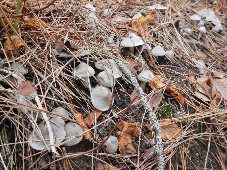 Зеленушка желтопузая десертная