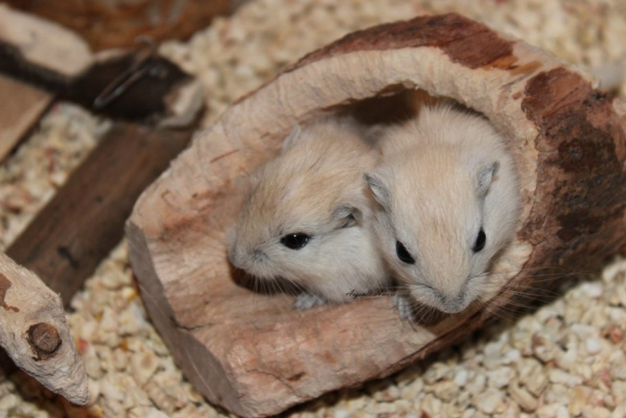 Грибы Крыма опята степные