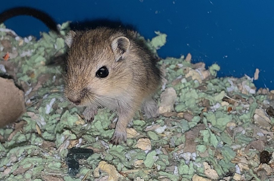 Песчанка монгольская