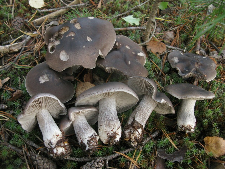 Рядовка серая Tricholoma portentosum.
