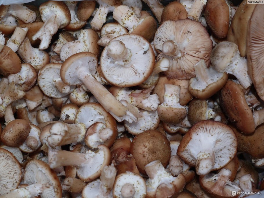 Похожи на зеленушки только коричневые грибы