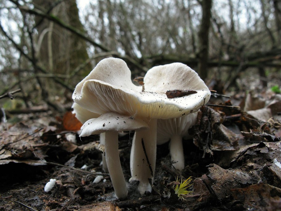 Тополята грибы