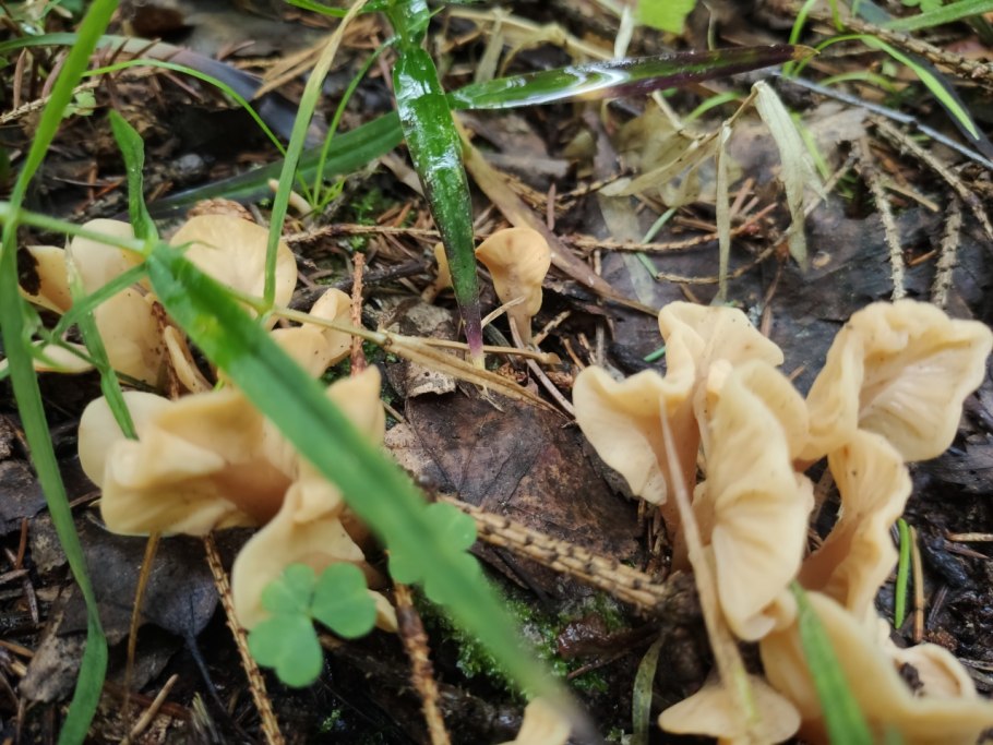 Грибы в Новосибирске