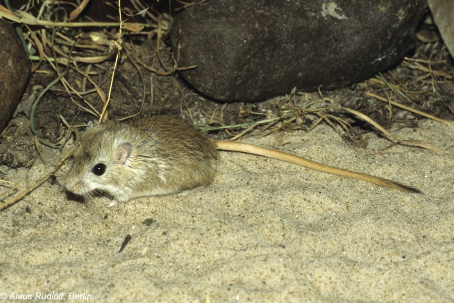 Гриб подотавник