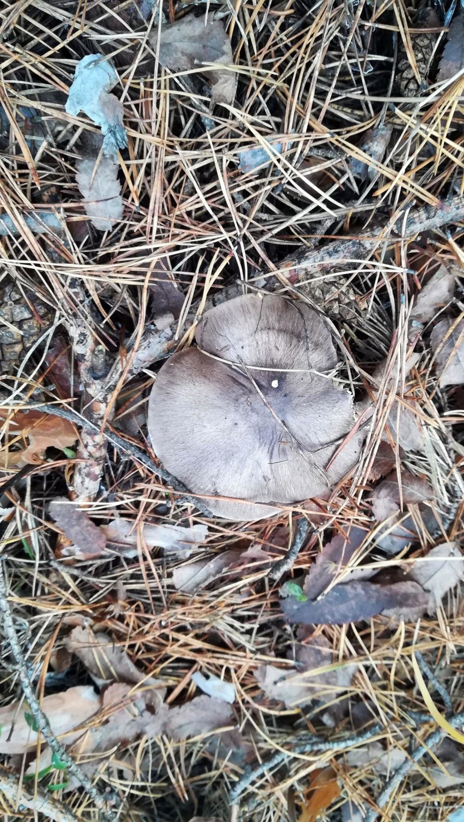 Горох с грибами