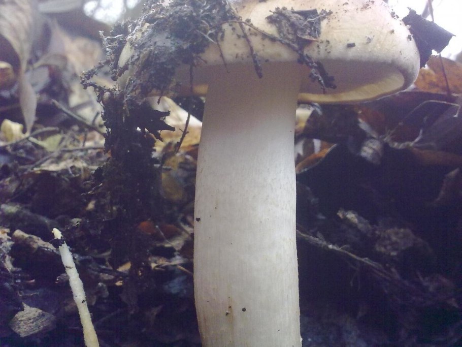 Рядовка белая гриб