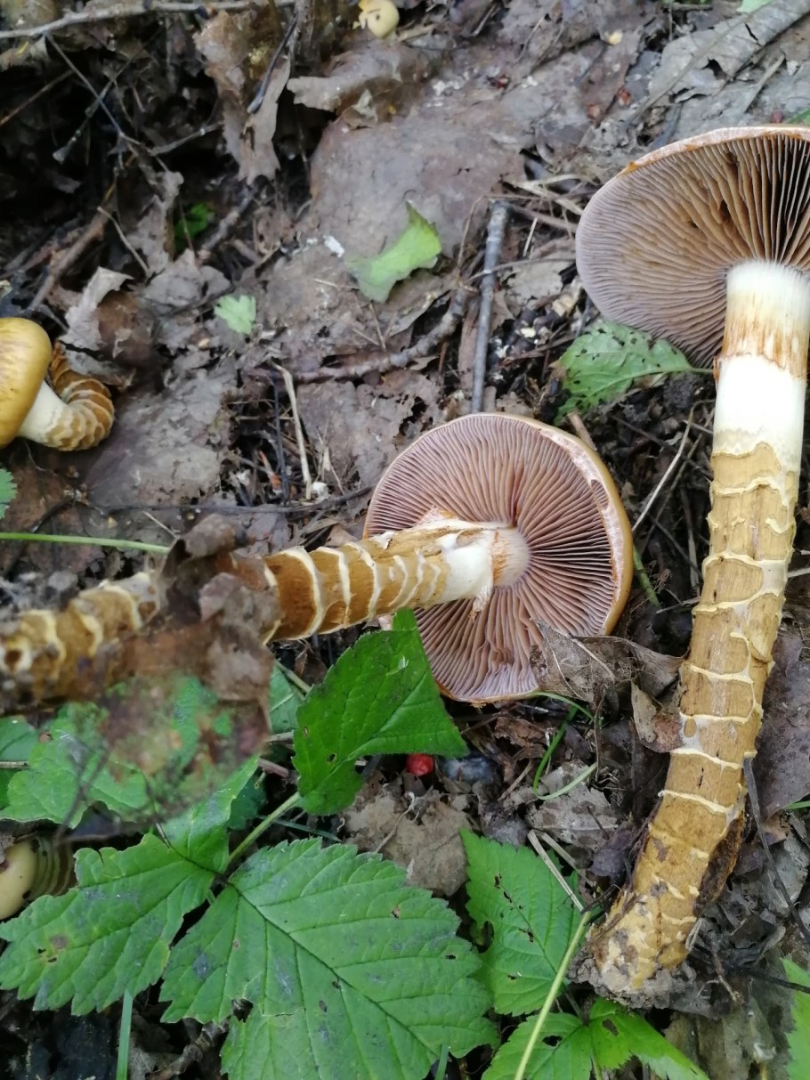 Cortinarius rubellus и Inocybe geophylla