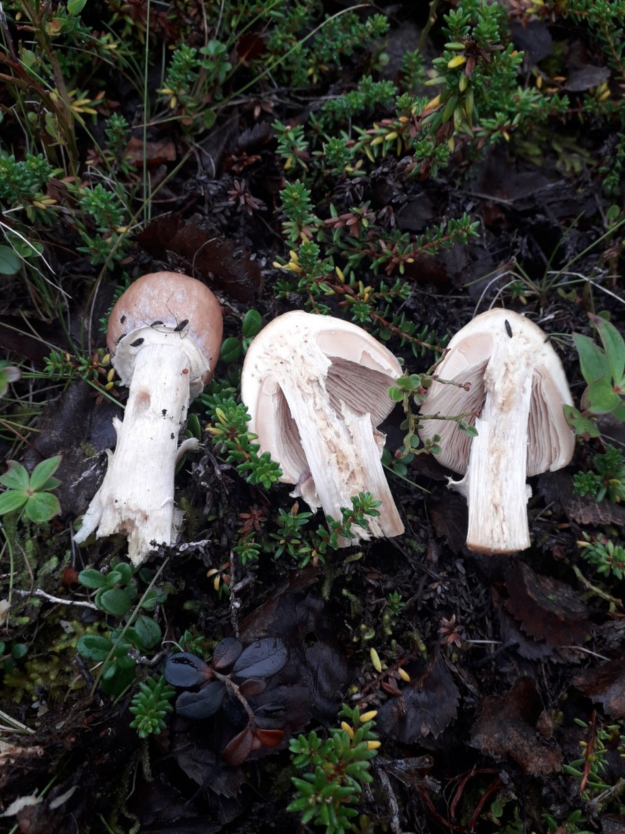 Cortinarius cumatilis