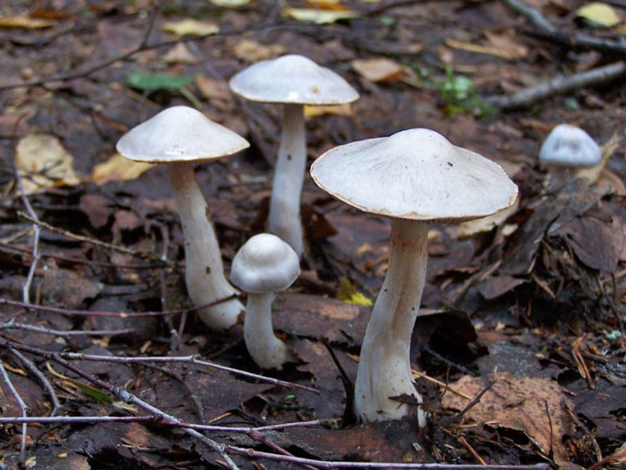 Паутинник Сосновый