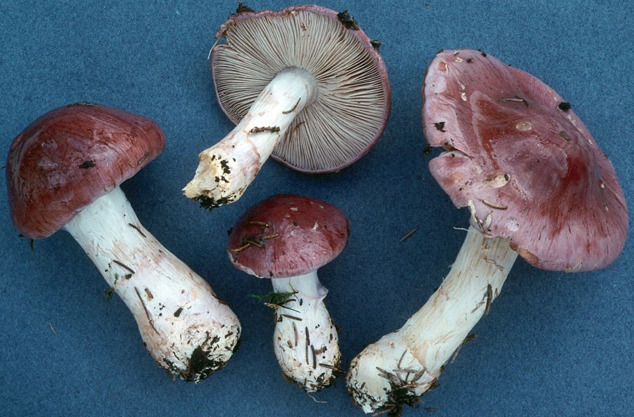 Паутинник эскулент