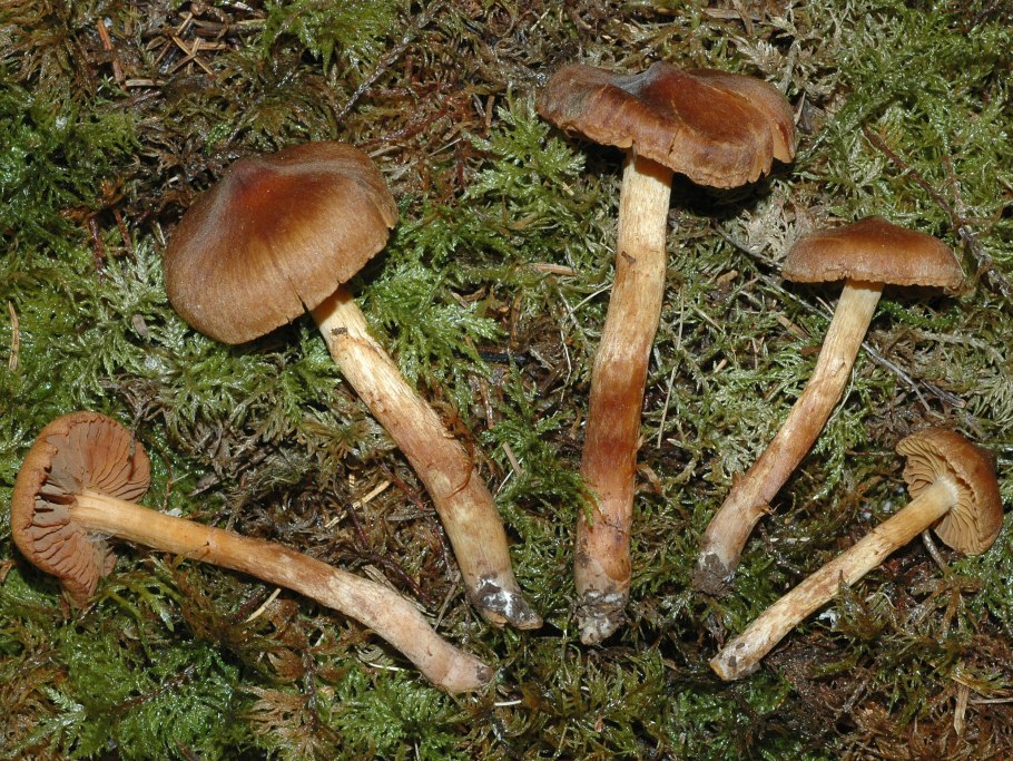 Cortinarius Scaurus