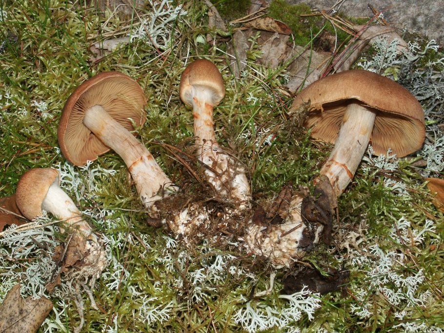 Паутинник бело-фиолетовый