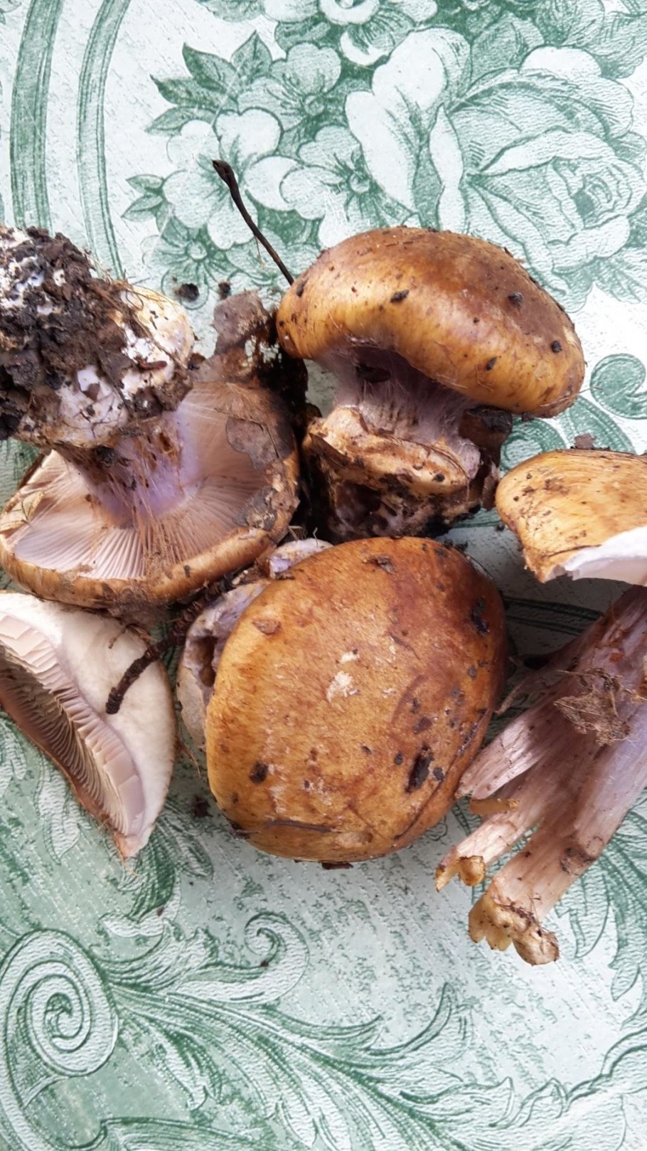 Паутинник ленивый Cortinarius Bolaris