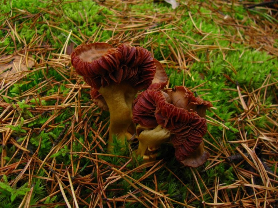 Паутинник желтый (Cortinarius Triumphans)