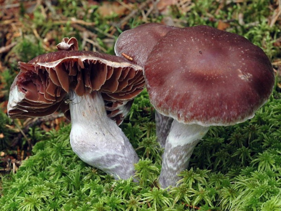 Паутинник колпак гриб