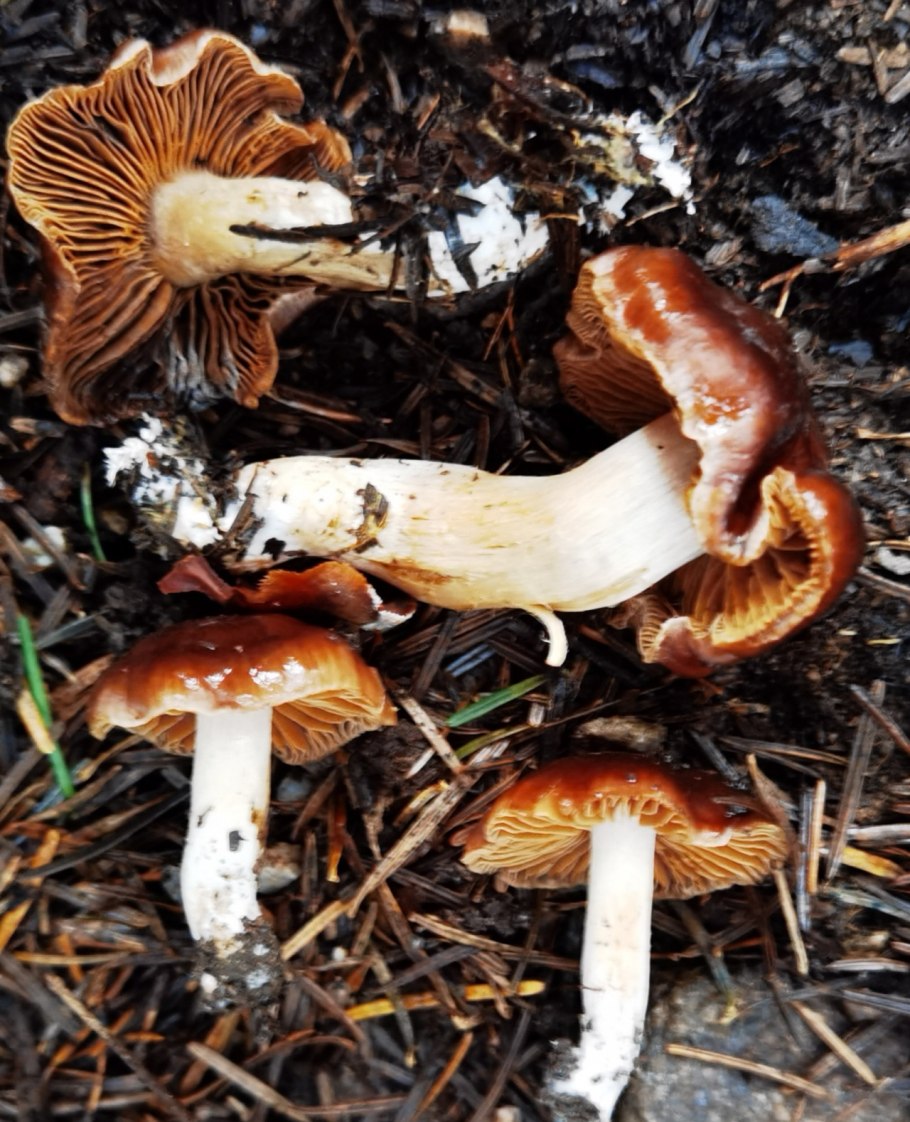 Паутинник синеножковвй