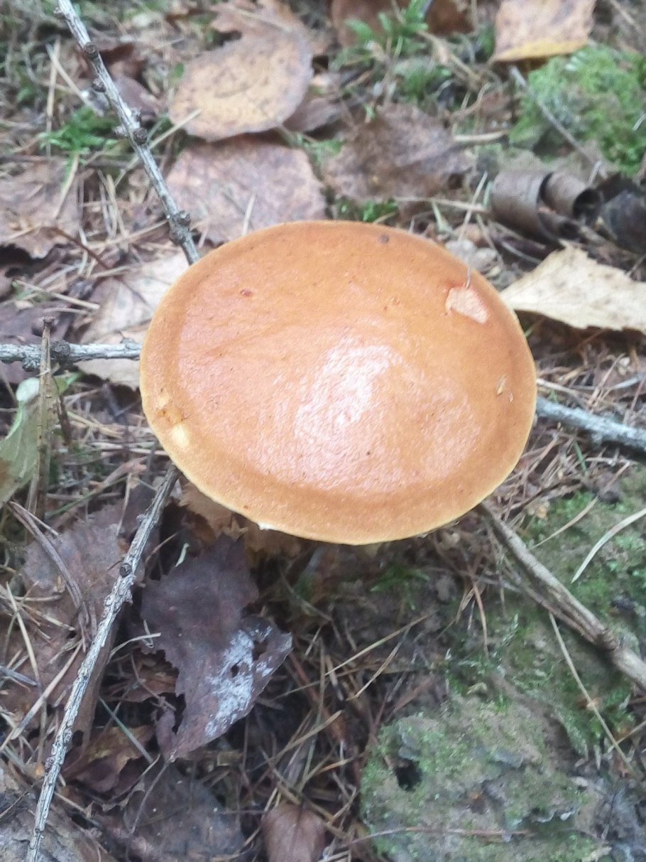 Темный еловый лес мухоморы