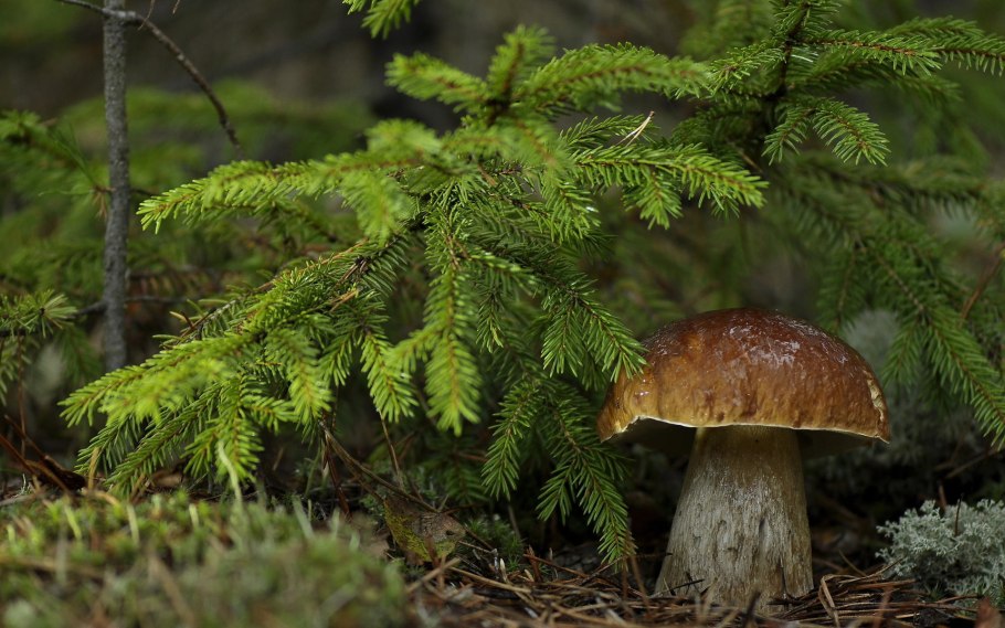 Боровик Сосновый, Боровик еловый