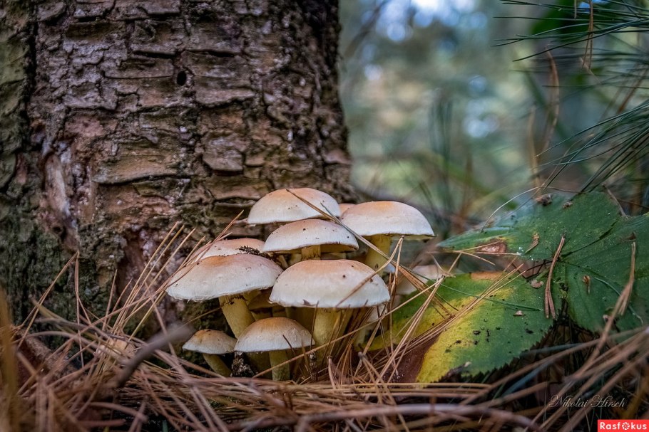 Грибы растущие под елью