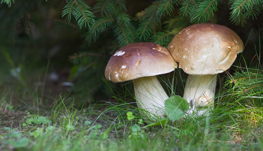 Белый гриб хвойных лесов