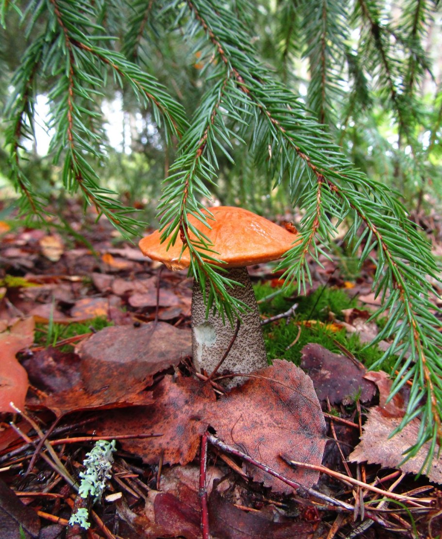 Грибы под елками съедобные
