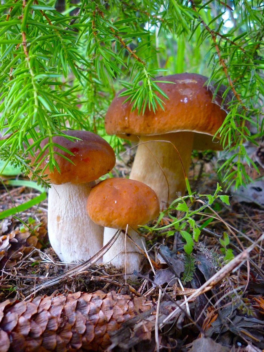 Боровик еловый и Сосновый