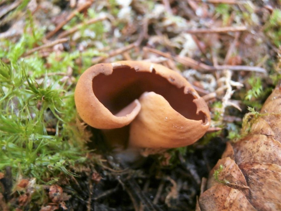 Грибы под елкой