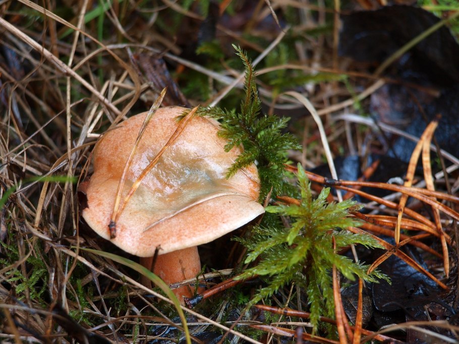 Грибы под елкой