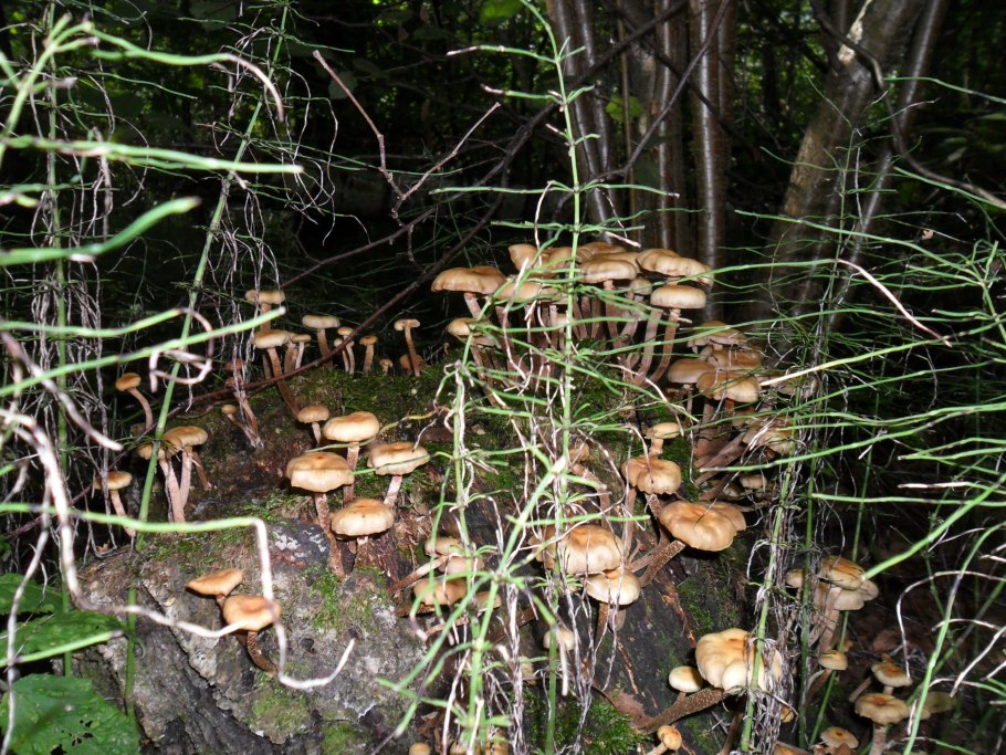 Ель .гриб Живая природа