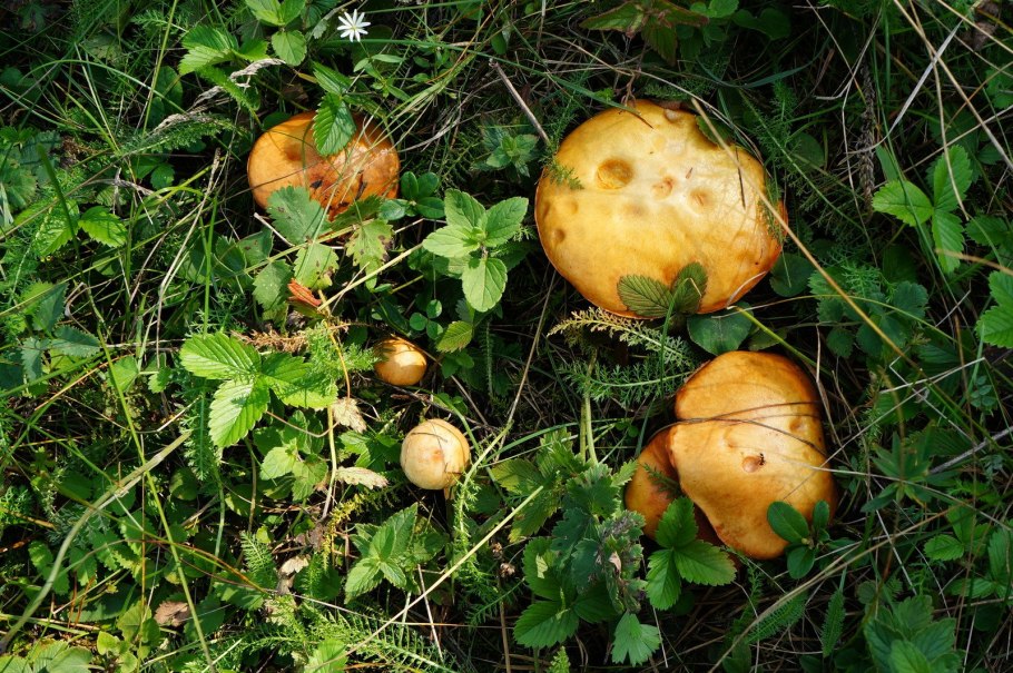 Гриб под берёзой картинка для детей