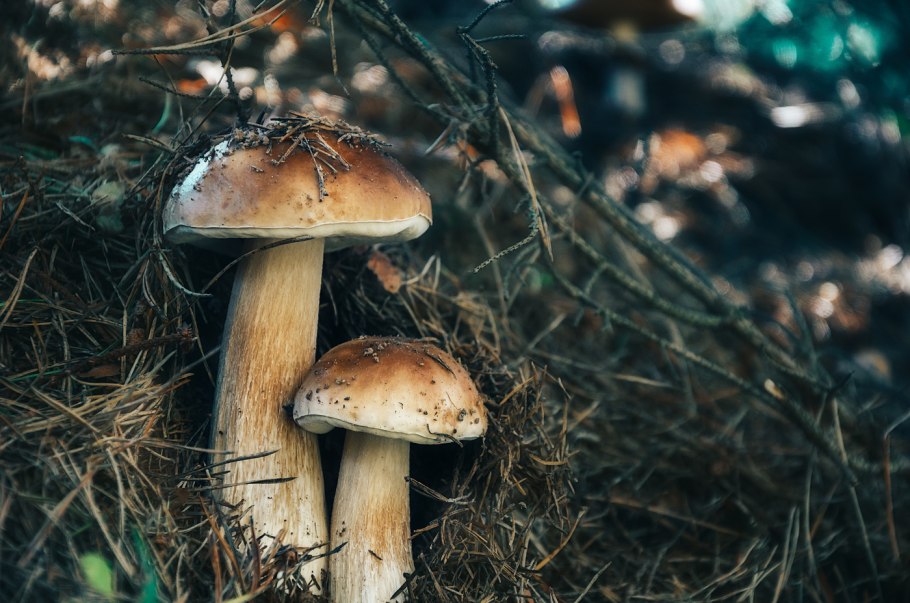 Грибы еловых посадок