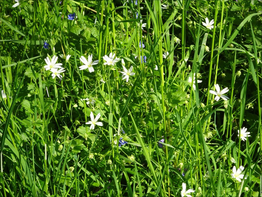 Всходы сорняков звездчатки