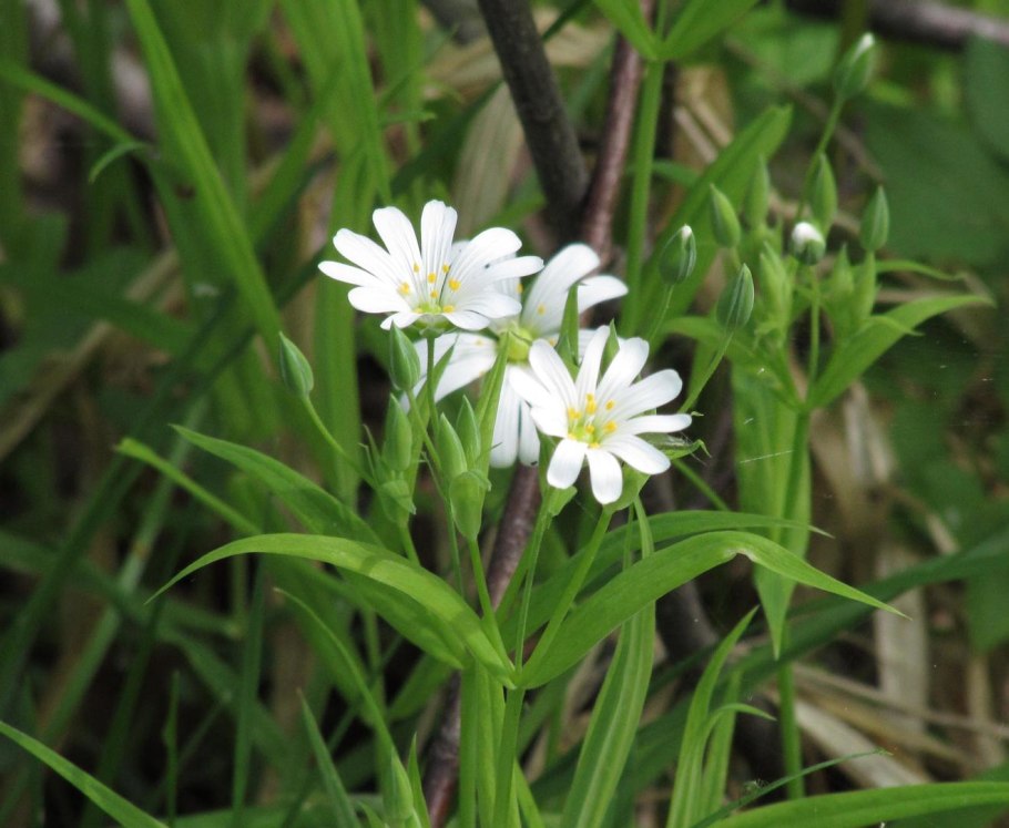 Звездчатка вильчатая