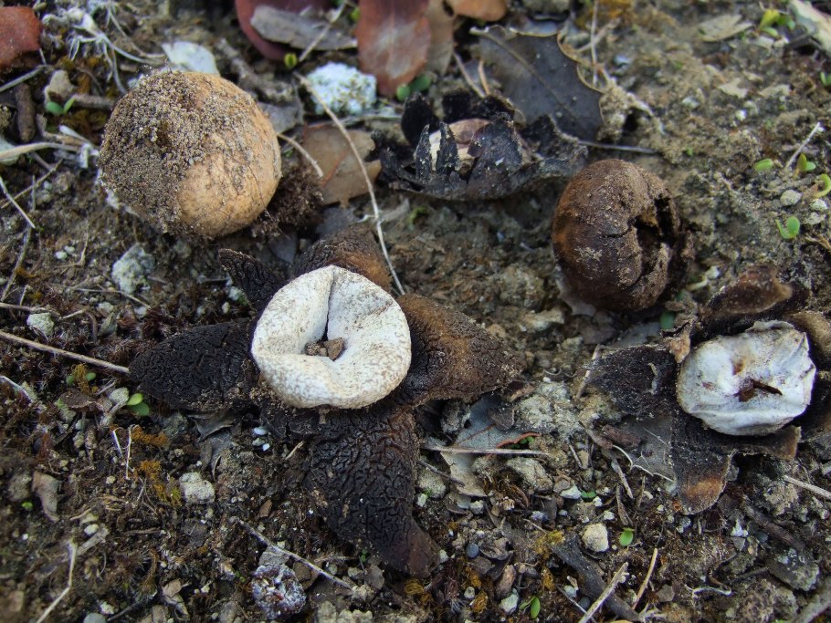 Нерпа и камбала звездчатка