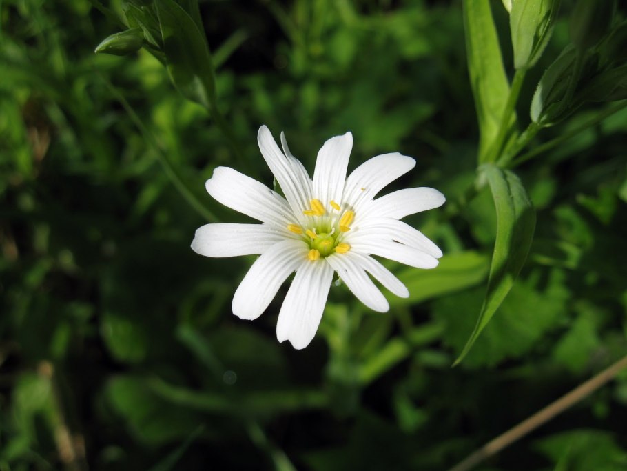 Звездчатка длиннолистная