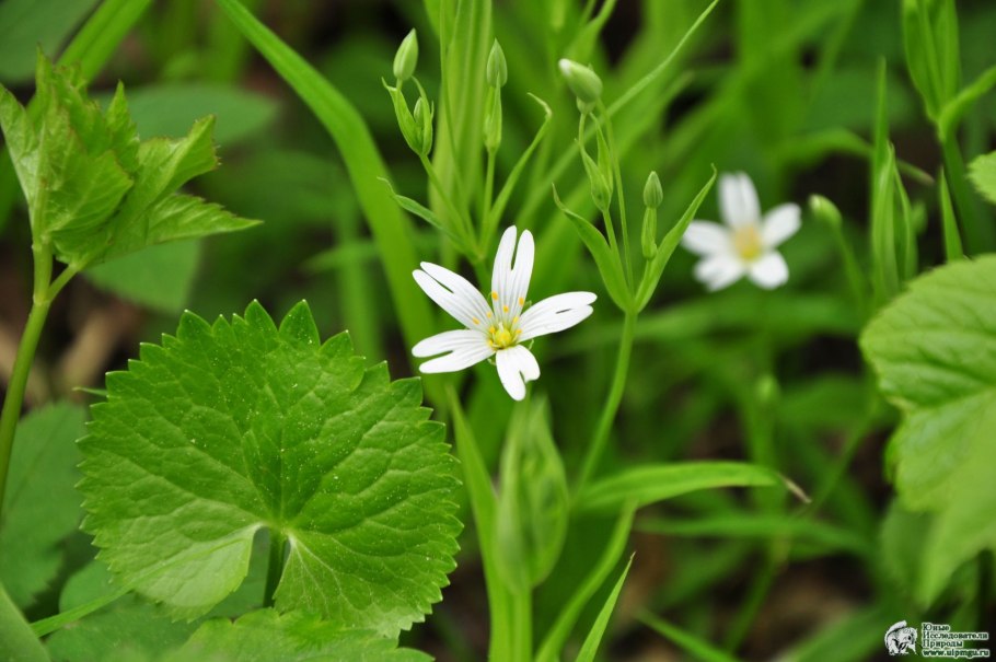 Звездчатка Арктическая