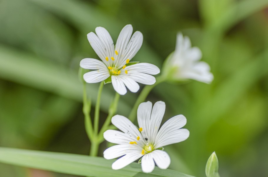 Звездовик сводчатый Geastrum fornicatum
