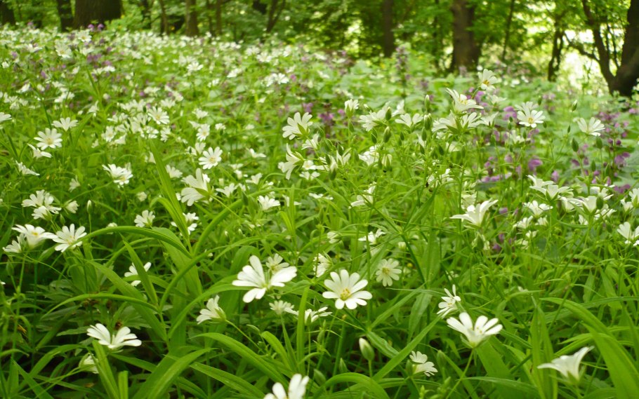 Звездчатка болотная stellária palústris