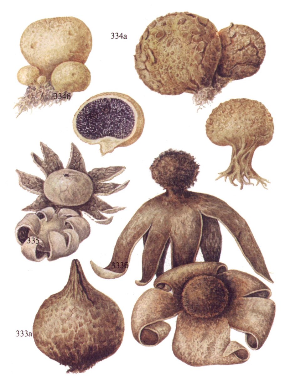 Звездчатка ланцетовидная