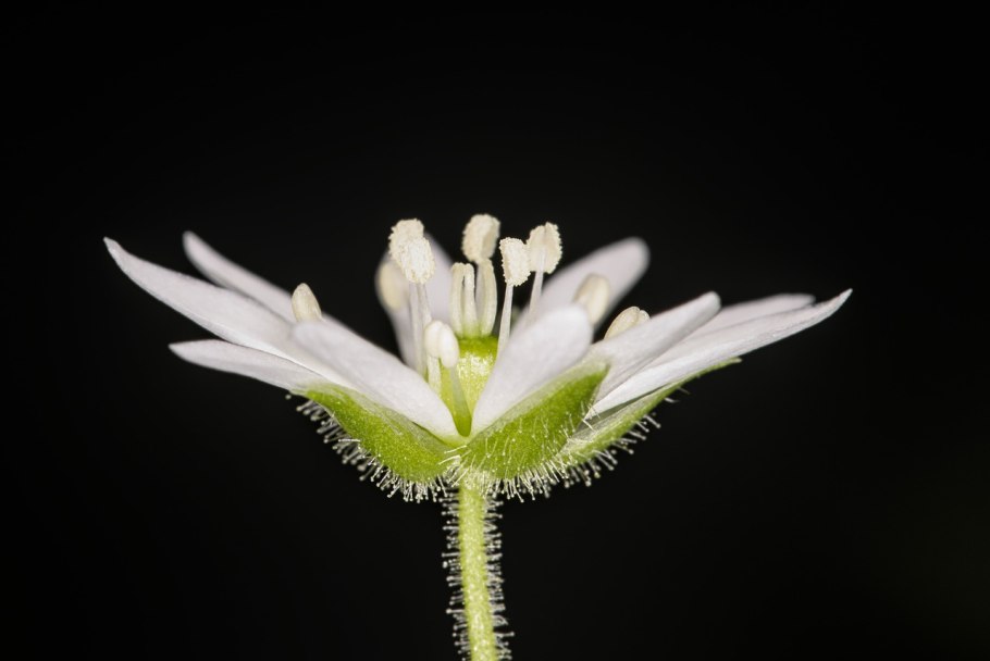 Гладкая мелкая Полянка 7 букв