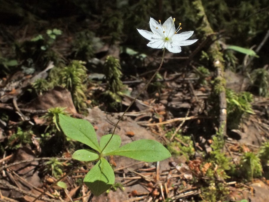 Звездчатка вильчатая