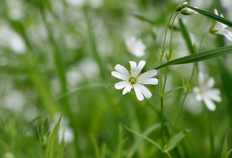 Звездчатка дубравная