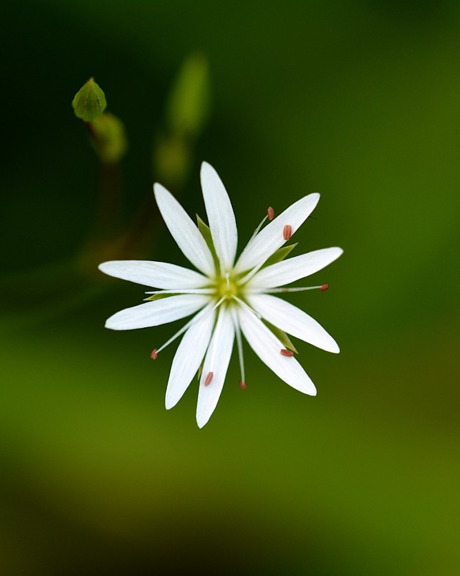 Stellaria graminea