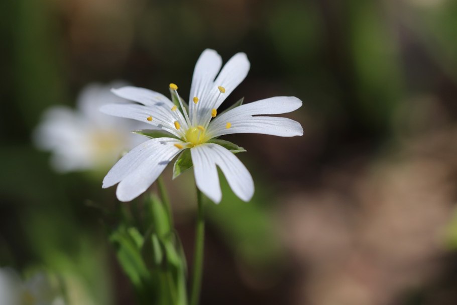 Stellaria holostea