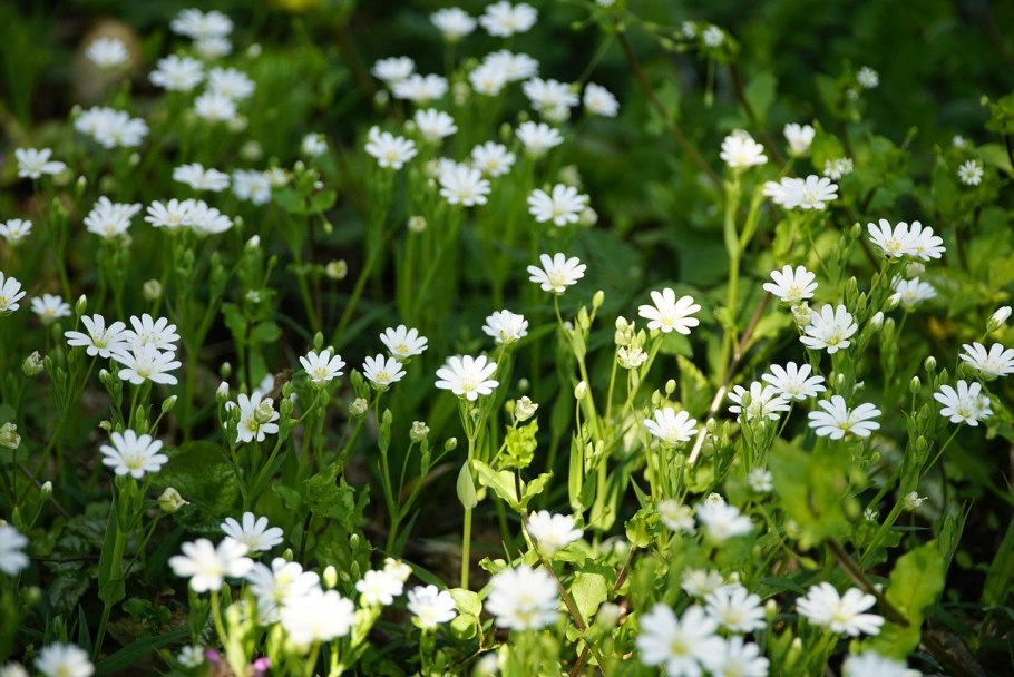 Звездовик сводчатый