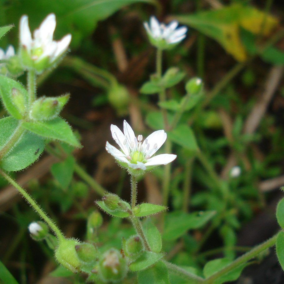 Мокрица звездчатка