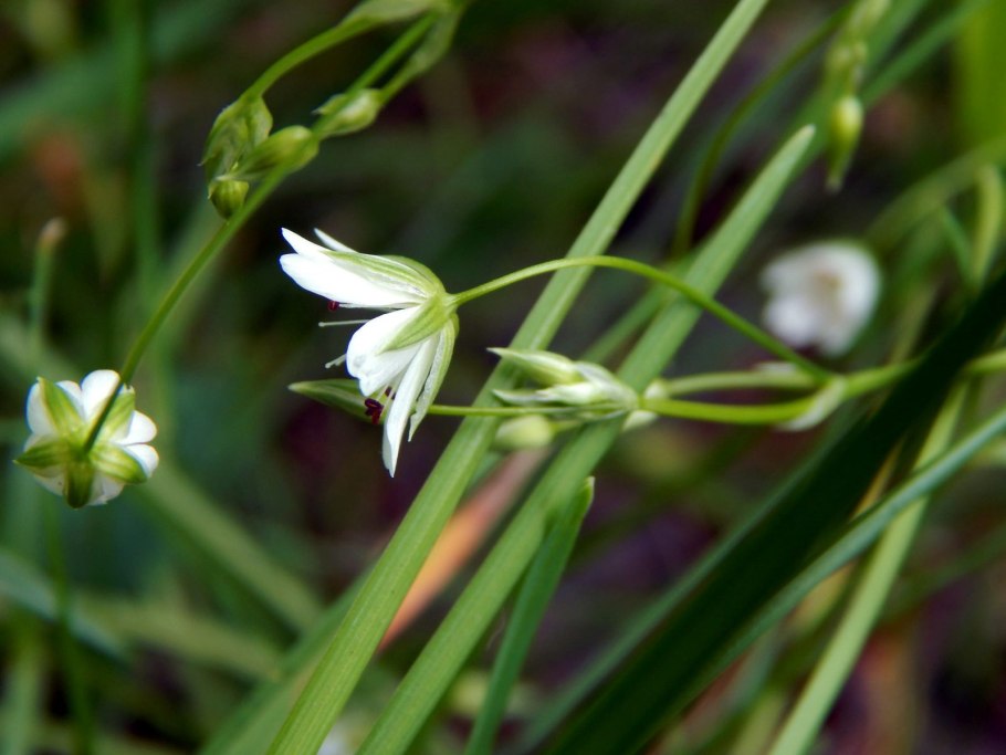 Stellaria Гвоздичные